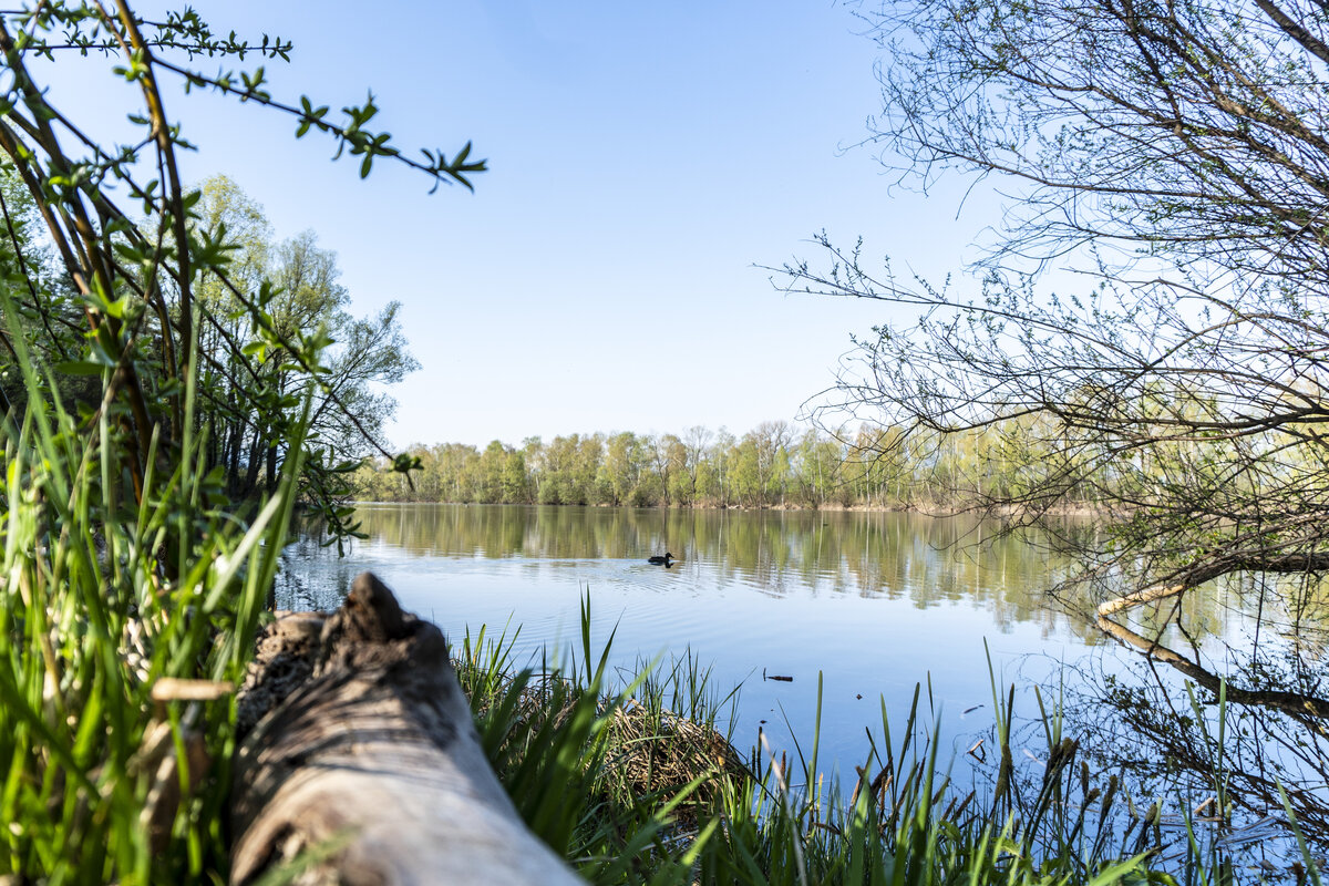 Ufer und Schilf mit Ente am alten Rhein | © Agnes Ammann - Vorarlberg Tourismus