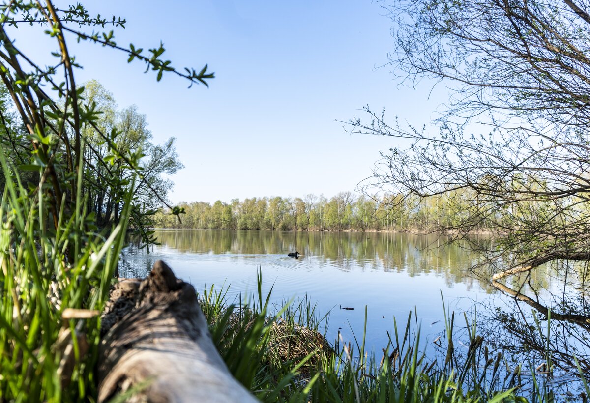 Ufer und Schilf mit Ente am alten Rhein | © Agnes Ammann - Vorarlberg Tourismus